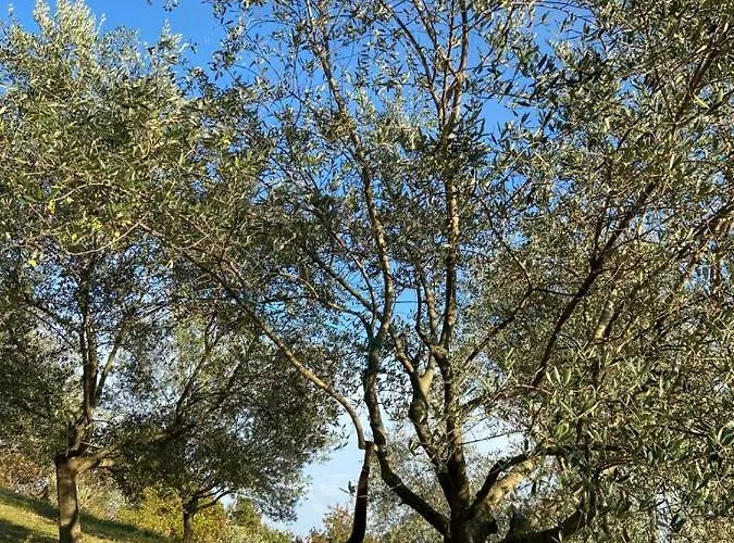 Agriturismo La Collina Del Sole Alloggio per agriturismo Varano Marchesi